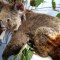 Australia: 500 millones de animales afectados