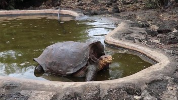 Promiscua tortuga salva su especie