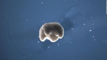 Xenobot células madre