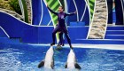 Seaworld eliminará surfear sobre los delfines