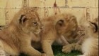 Nacen tres cachorros de león en México