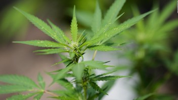 Ganancias en Colorado con el negocio del Cannabis