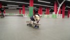 Sonya, el bulldog francés experta en la patineta