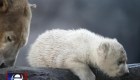Cachorro de oso polar enternece a los espectadores en Viena