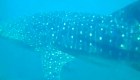 Avistan a tiburón ballena en aguas tailandesas