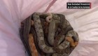 Hallan serpientes en estación de bomberos en Inglaterra