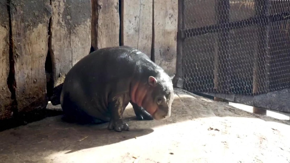 ¿Has visto alguna vez una hipopótama bebé?
