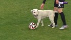 Perro callejero irrumpe en un partido de fútbol
