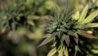 Breves: la fuerza del cannabis en Colorado