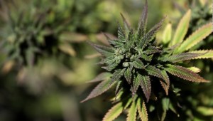 Breves: la fuerza del cannabis en Colorado