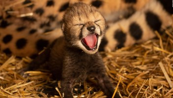 Nacen cachorros de guepardo concebidos in vitro