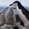 Algunas colonias de pingüinos antárticos han disminuido en más del 75% en 50 años.