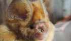 Descubren murciélagos relacionados con el coronavirus