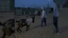 Peleador del UFC se "enfrenta" a una cabra