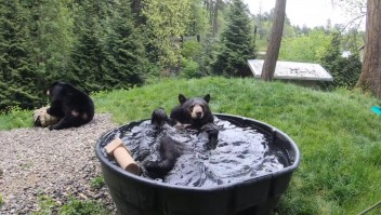 Conozcan a Takoda, el oso que disfruta de darse baños