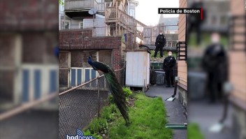 Policía de Boston realiza inusual rescate