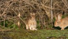 Descubren virus mortal: ataca a los conejos