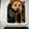 Brasil: adopción de mascotas en tiempos de pandemia