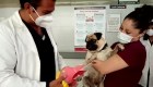 Un perro asiste emocionalmente al personal médico