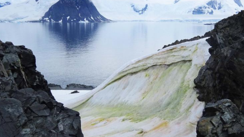 El cambio climático podría empeorar la nieve verde en la Antártida
