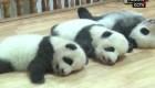 Pandas recién nacidos celebran el Día del Niño en China