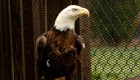 Insólito: "el susurrador de águilas" en Virginia