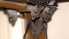 Seis razones para valorar a los murciélagos