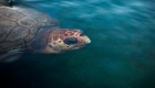 Exitoso rescate de una tortuga gigante