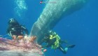 Buzos italianos rescatan ballena atrapada en una red