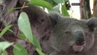 Alertan sobre posible extinción de los koalas para 2050