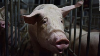 Investigadores de China descubren nueva gripe porcina con 'potencial pandémico'