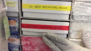EE.UU.: en ruta una vacuna contra el covid-19
