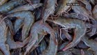 China frena importación de camarón de empresas de Ecuador