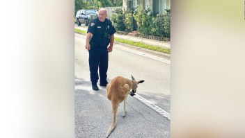 "Detienen" a canguro en Florida