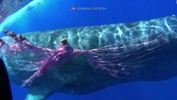 En Italia, rescatan a una ballena atrapada en una red