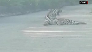 Taxista se topa con un tigre en medio de vía en China