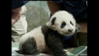 Así se llamará el cachorro de panda del Zoológico Smithsonian