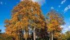 Los árboles perderían sus hojas por la crisis climática