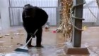 Viral: una chimpancé agarró una escoba y se puso a limpiar su jaula
