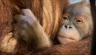 Nace orangután de Sumatra en zoológico de Bélgica