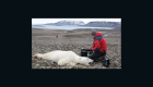 Estudian impacto del cambio climático en osos polares