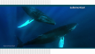 Reconecta con el mar dominicano y las ballenas jorobadas