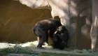 Gorilas del zoológico de San Diego, con covid-19