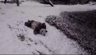 Así disfruta de la nieve esta pareja de pandas