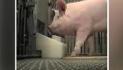 Científicos miden la capacidad mental de los cerdos