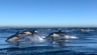 Espectáculo natural de delfines en California