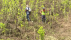 Colombia se alista para reiniciar fumigaciones con glifosato