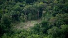 Bosque amazónico en peligro, más de lo que se pensaba