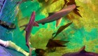 Rescatan a 7 tiburones de la piscina de contrabandista