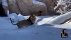 Leones se divierten en la nieve en un zoológico de EE.UU.